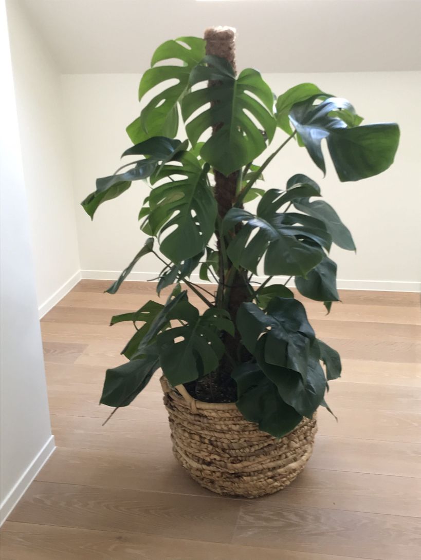 Monstera ( gatenplant) in mand